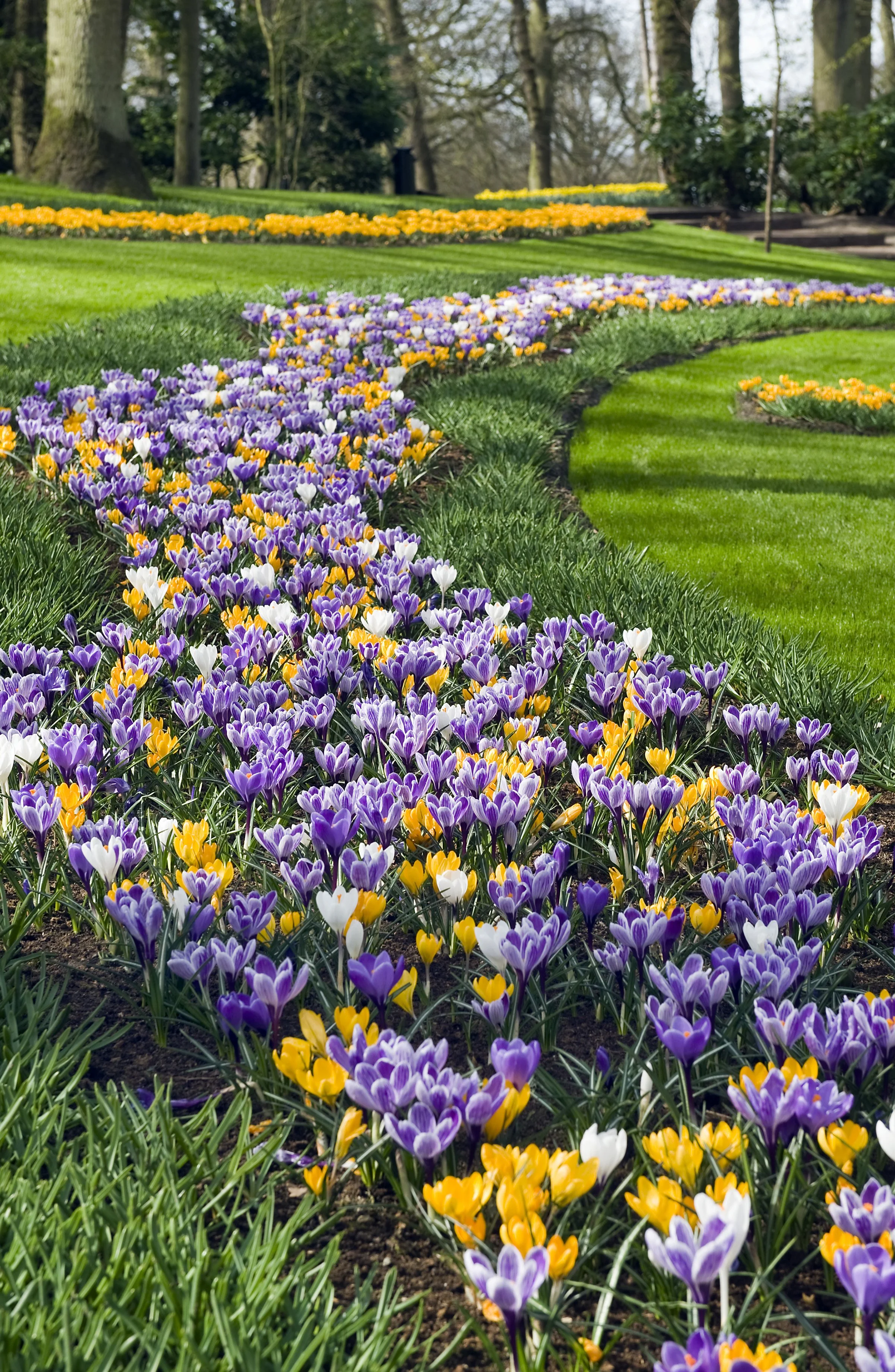 Large Flowering Mix - CROCUS - — Ripley's Gardens & Local Flowers